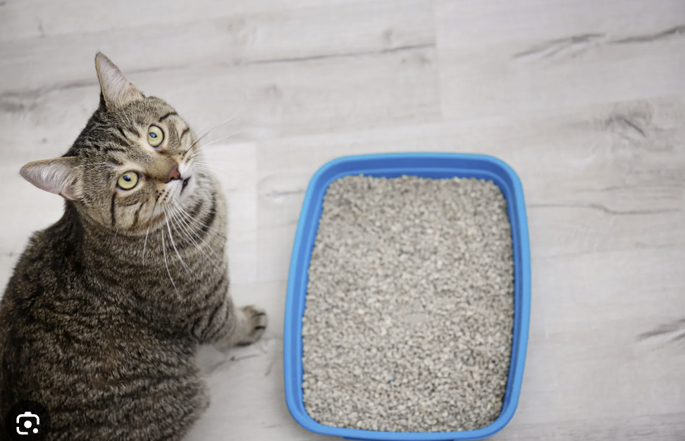 cat litter cat litter options best cat litter