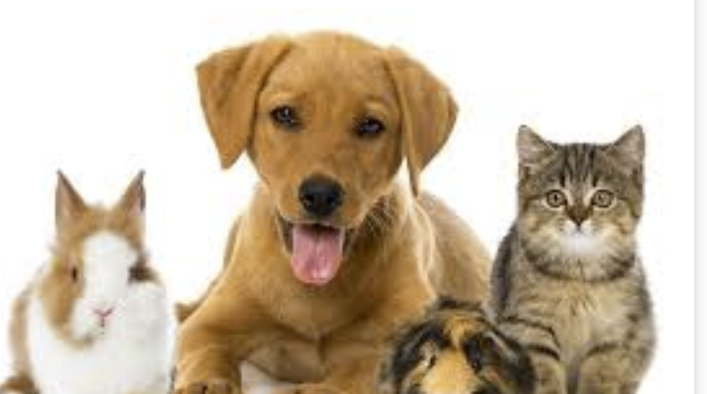 pets pets adoption pet care tips